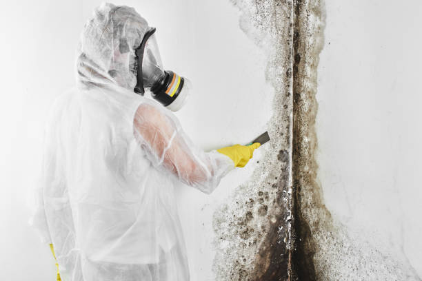 Best Black Mold Removal  in Hoxie, AR