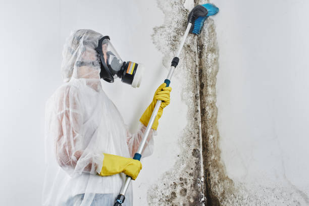 Best Toxic Mold Removal  in Hoxie, AR