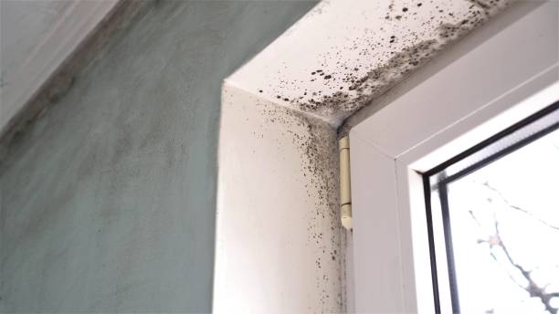 Best Same-Day Mold Removal  in Hoxie, AR