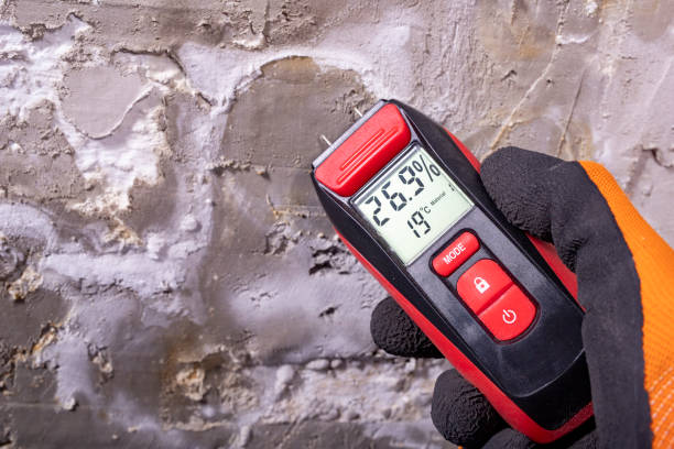 Best Best Mold Removal Companies  in Hoxie, AR
