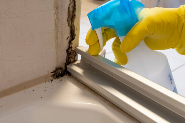 Best Local Mold Removal Service  in Hoxie, AR
