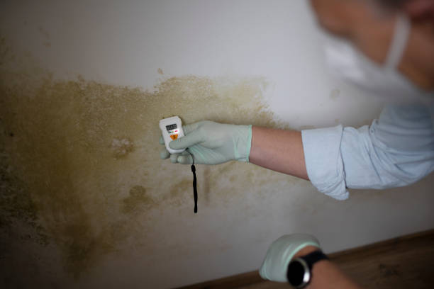 Best Office Mold Removal Services  in Hoxie, AR