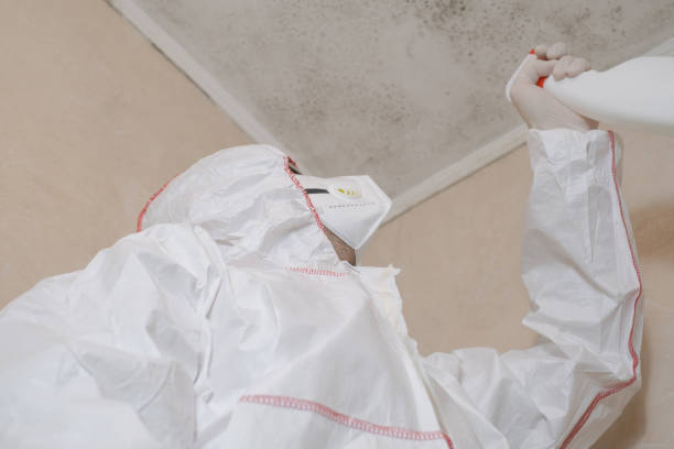 Best Residential Mold Removal  in Hoxie, AR
