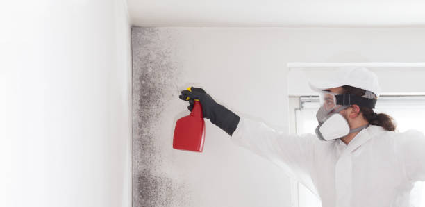 Best Attic Mold Removal  in Hoxie, AR