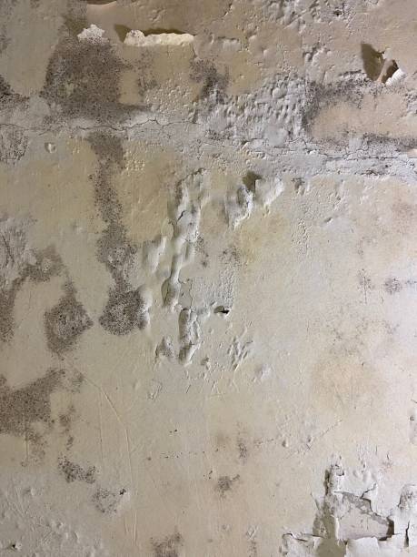Attic Mold Removal in Hoxie, AR