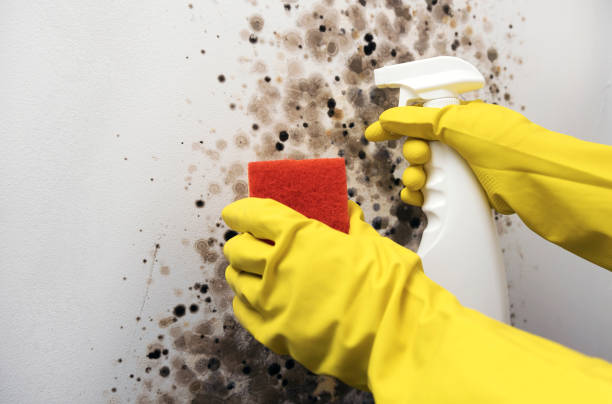 Best Mold Cleaning Services  in Hoxie, AR