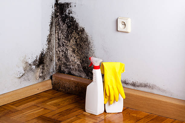 Best Emergency Mold Removal  in Hoxie, AR
