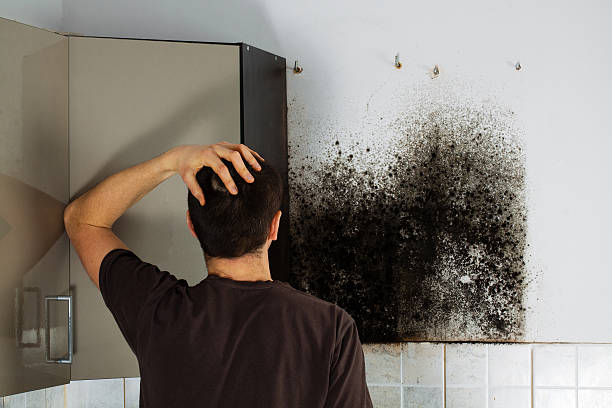 Best Fast Mold Removal  in Hoxie, AR