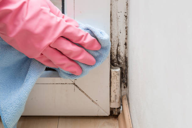 Best Crawl Space Mold Removal  in Hoxie, AR